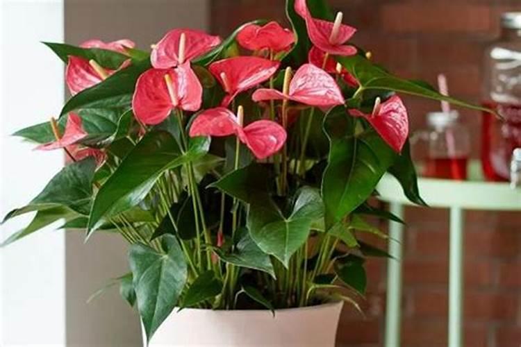 磷肥与碳酸氢铵能一起用吗