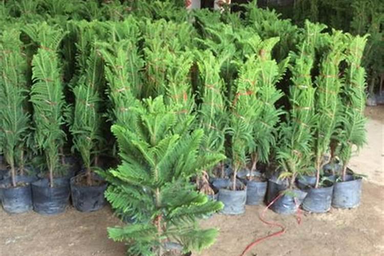 磷肥不能和什么肥混施