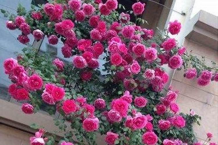 爬墙月季花种植方法 种植方法很简单