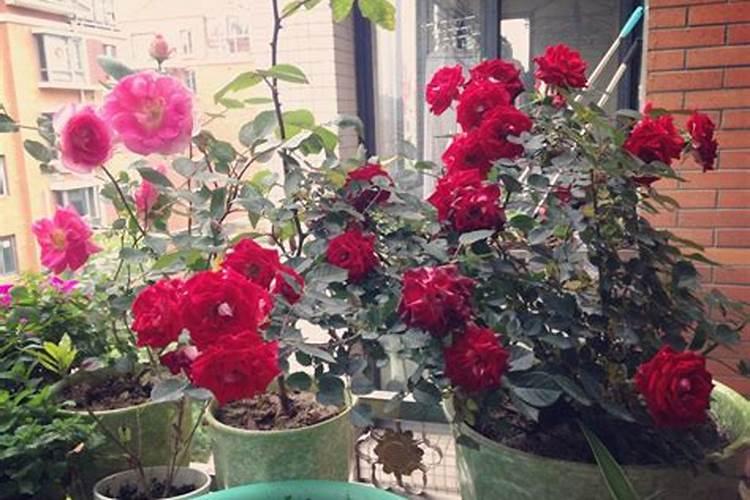 爬墙月季怎么养 需要注意这些内容