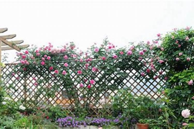 爬墙月季栽培注意事项有哪些