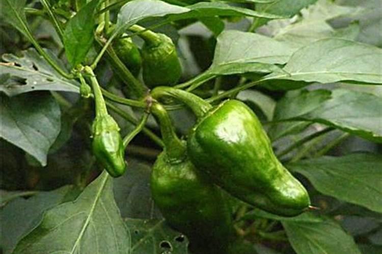 茄子用什么肥料高产茄子高产施什么肥好