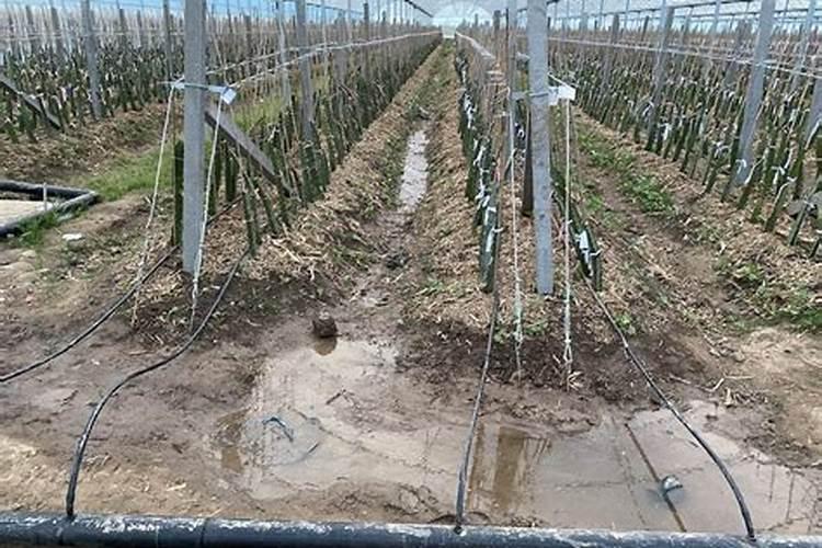 果树用冲施肥的效果如何？火龙果上什么肥料长得好？