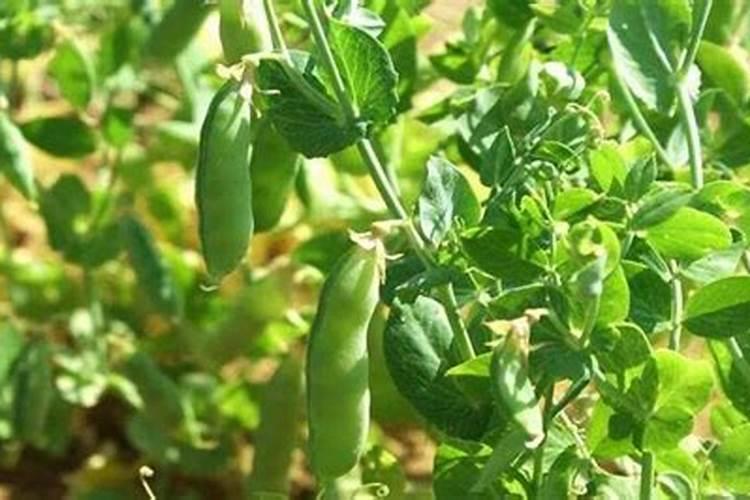 氮肥可以兑水浇花吗