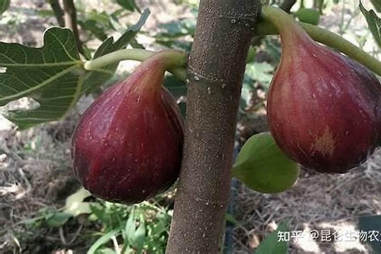 腐植酸钾是什么肥 腐植酸钾好用吗