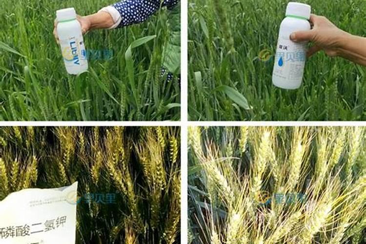 打完叶面肥后多久可以用除草剂