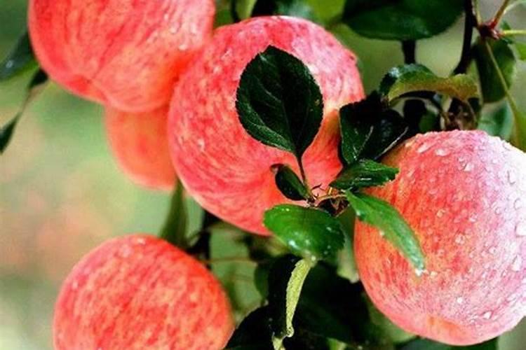 苹果如何施肥 苹果施肥方法时间