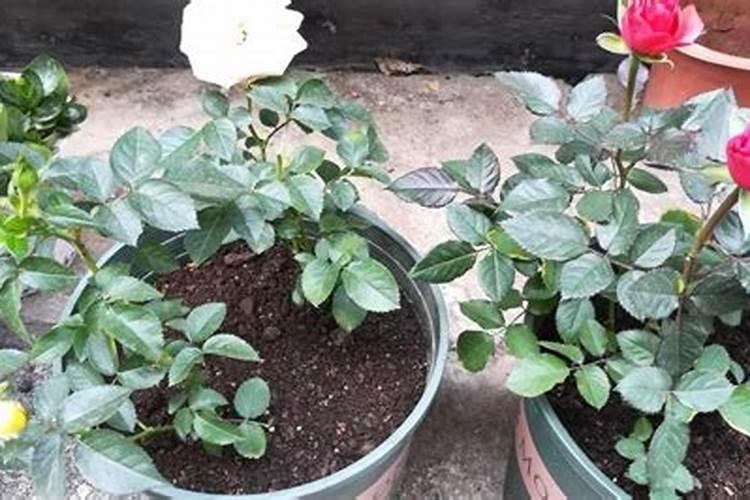 如何养好月季花,多注意这几点需求,轻松长到爆满盆你知道吗？