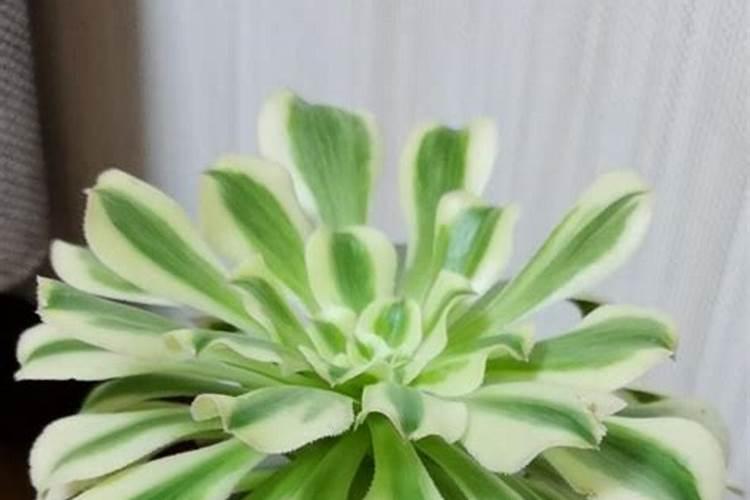 多肉植物用什么肥料比较好