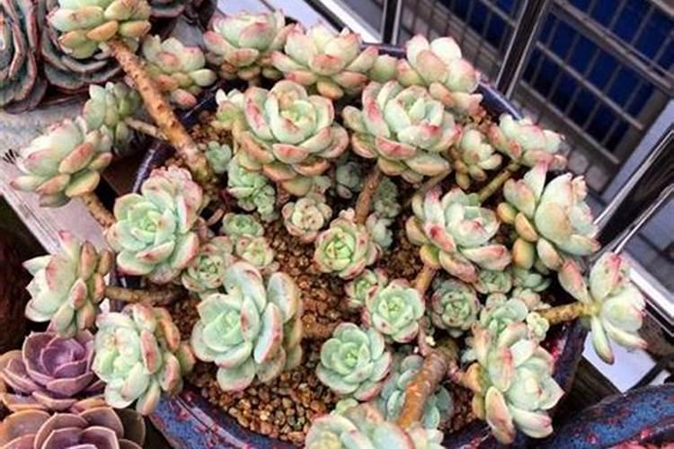 多肉植物能喷磷钾肥吗