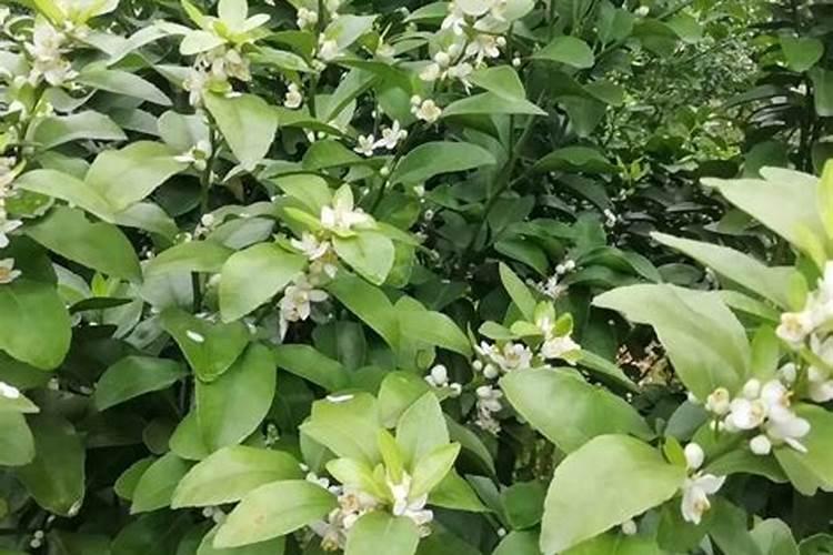种植沙糖桔南丰蜜桔马水桔和金桔用什么叶面肥好