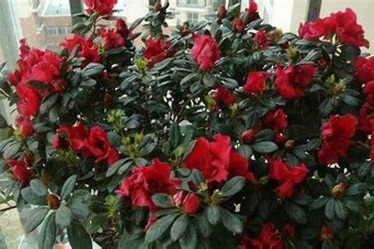 杜鹃花施什么肥,如何施肥