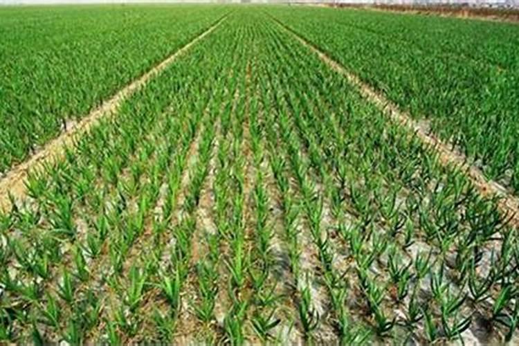 大蒜喷什么叶面肥好!防病毒用啥