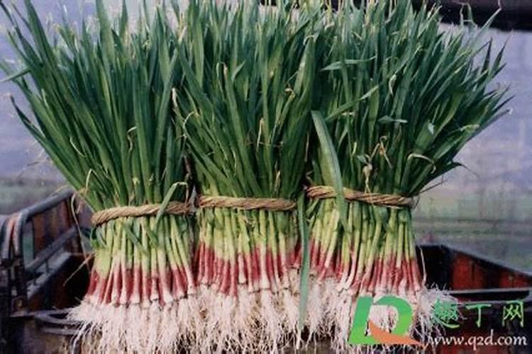 西红柿开花前1015天可以施肥吗？