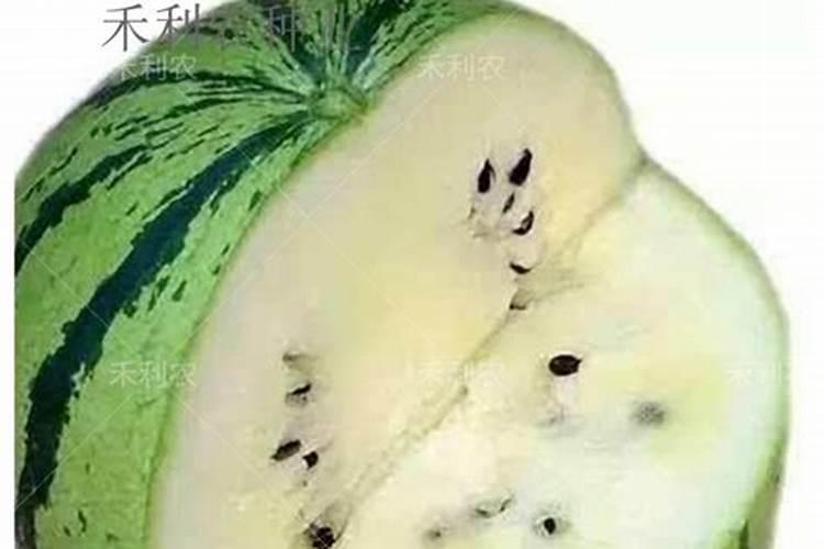 松树下山桩能用喷雾营养液吗？