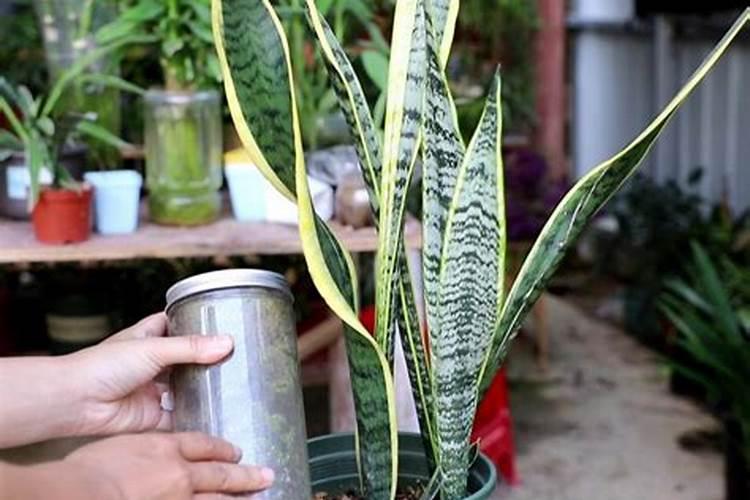 杨树什么时候施肥 杨树哪时候施肥比较好