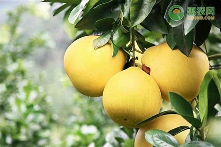 三红蜜柚苗如何施肥