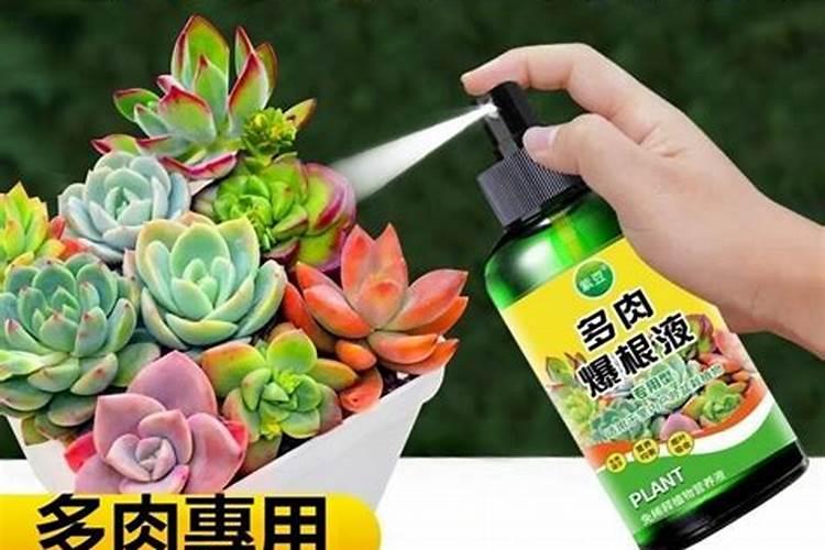 云南地区适合种植哪些水果？