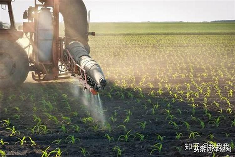 养茉莉花要用什么肥料啊