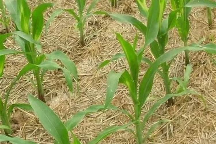 第一年葡萄小苗施什么肥(刚种葡萄苗用什么肥料长得快)