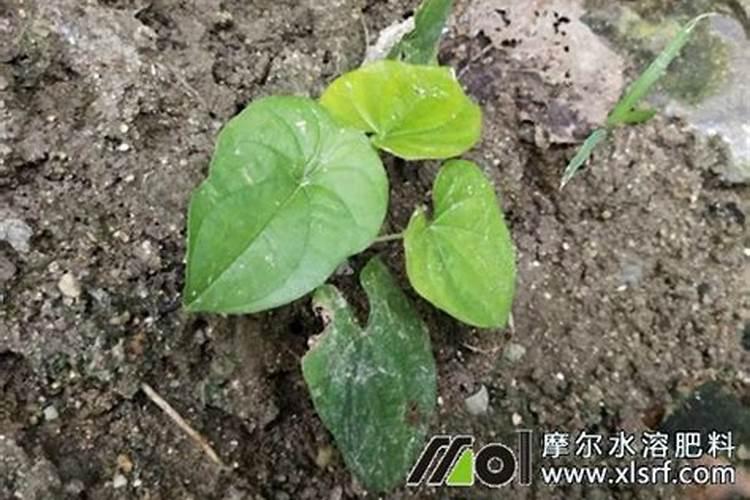 韭菜施专用水溶肥间隔多长时间在施肥