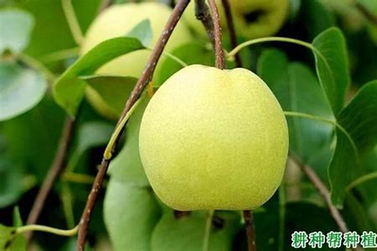 种植梨苗用什么底肥好？梨苗种植施肥方法