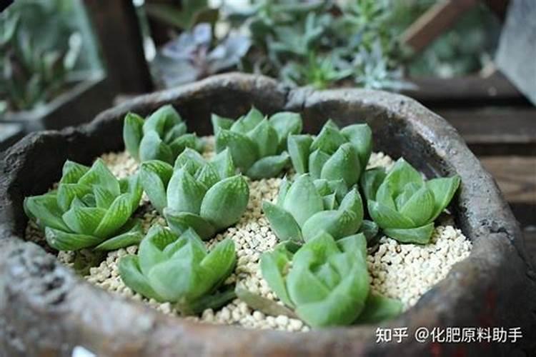 多肉使用什么肥料浇水最好