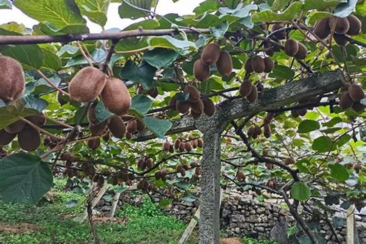 肥果树复合肥多放很多,会不会烧坏根？