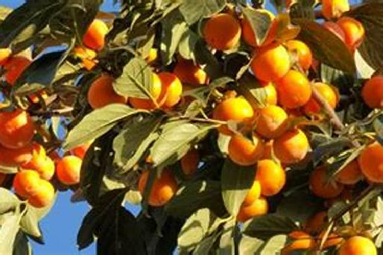 柿子树施什么样的肥？怎样施肥？