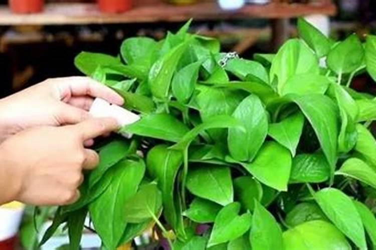 氨基酸、多肽、鱼蛋白:农业肥料界的 “三兄弟” 谁更牛？