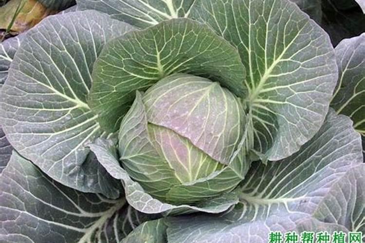 常用高钾水溶肥配比是多少