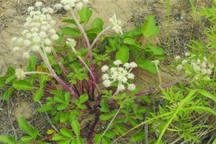 百合科植物用什么除草剂？