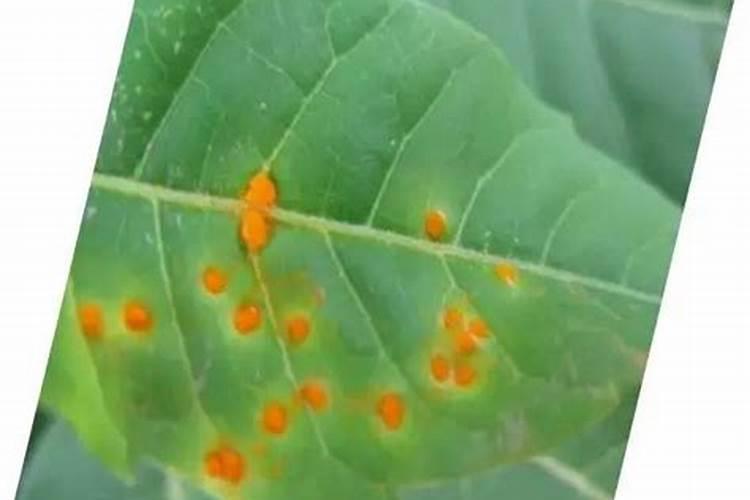 处暑:盛夏已过,清风徐来