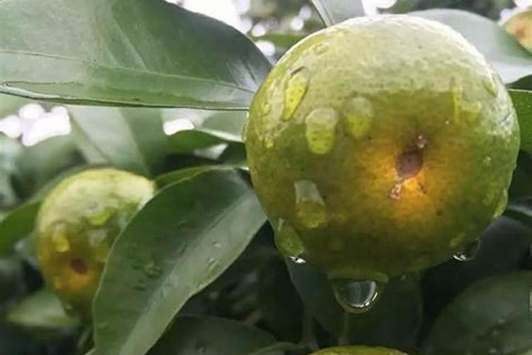 沙糖桔果皮粗解决方法