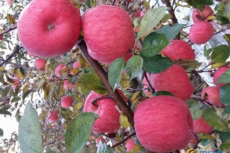 桔子皮能放花盆里做肥料吗