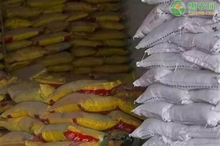 月季在什么时间施钙肥？