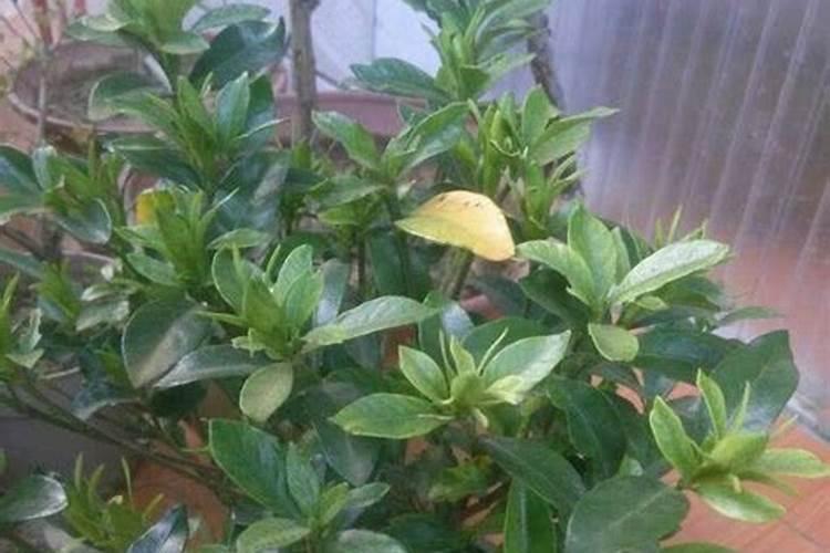 栀子花施什么肥好