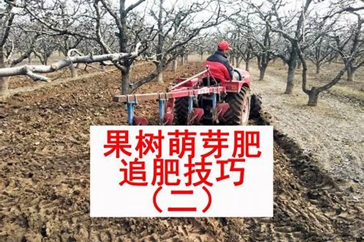 冬季种植菠菜如何施肥？