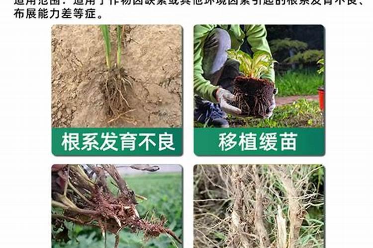 什么水溶肥能促进根系发达？果树如何育苗快速生根？