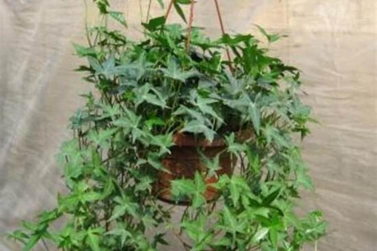 种油葵用什么肥料好