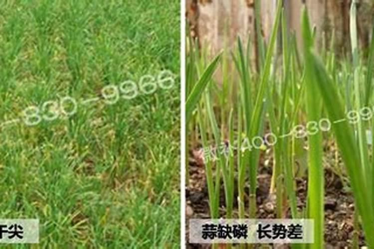 韭菜富含什么营养物质？