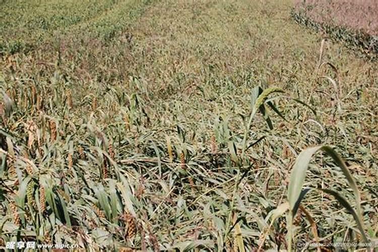 谷子病害的防治方法有哪些