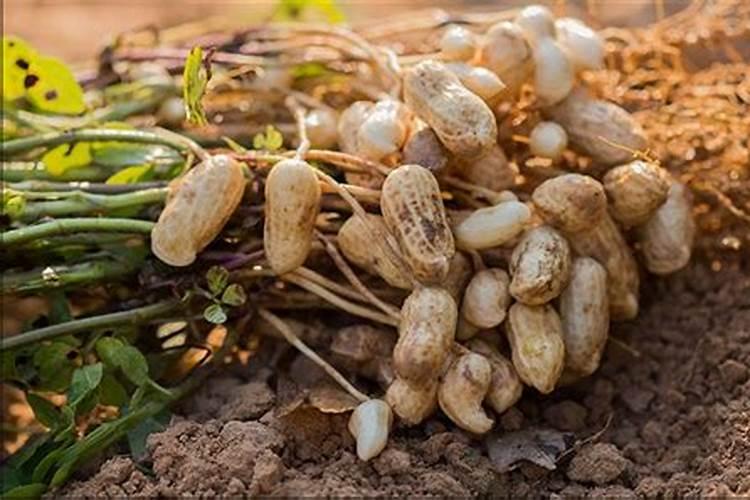 花生用什么叶面肥好？叶面肥喷几次