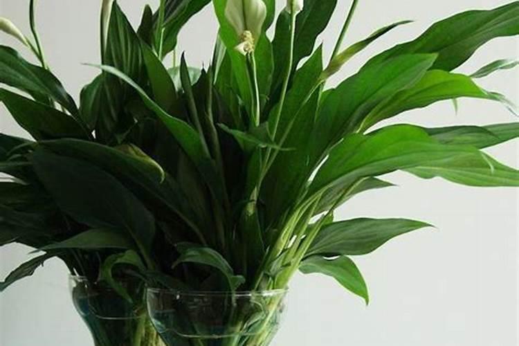 豆子煮熟后怎样发酵才能当肥料可以当花肥吗