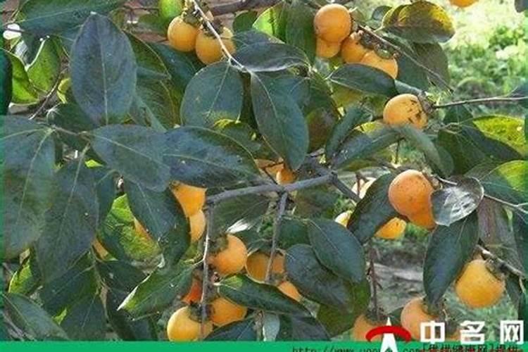 籽粒饱满是成语吗