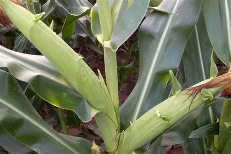 葡萄投诉前还用浇水不