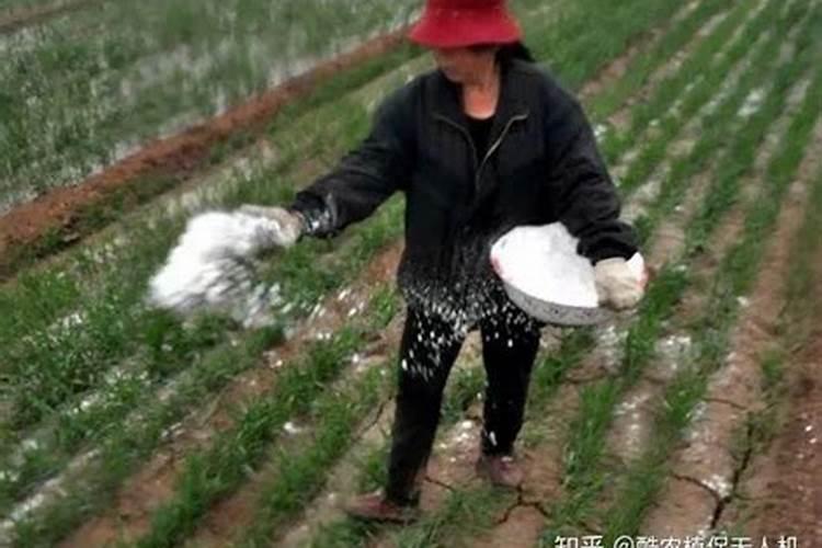 辣椒苗床氮肥多,怎么办？