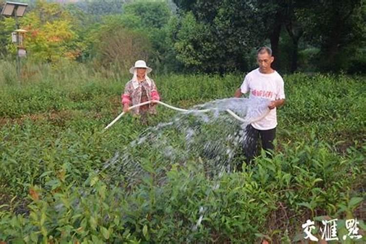 冬季茶树施肥要领