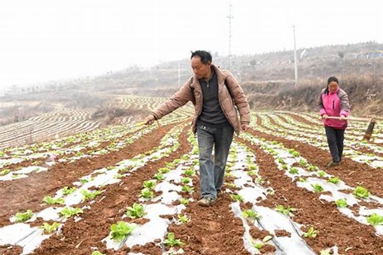 大白菜施什么肥比较好