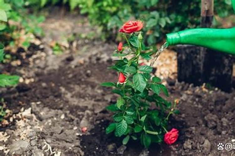 中国最好的螯合肥品牌